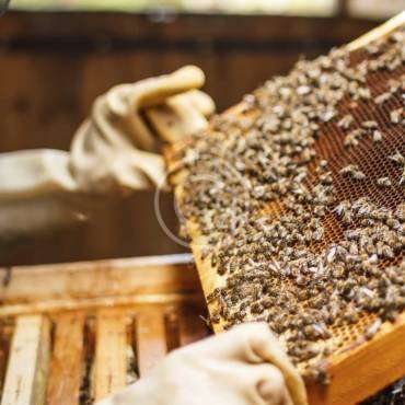 Tutorial: Beekeeping for Beginners. Breeding Bees