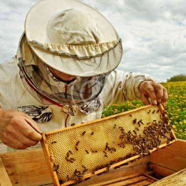 The Sweet Truth Behind Honey
