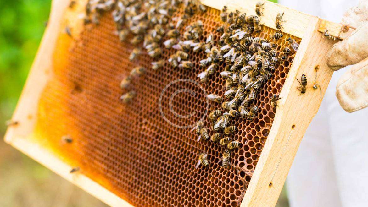 Spring Break for Millions of Bees and Their Keepers