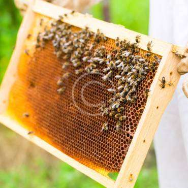 Spring Break for Millions of Bees and Their Keepers